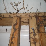 cordonnet terre interieur termites