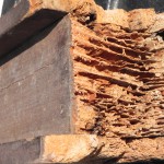 bois attaqué par des termites