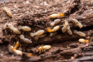 Coonie de termites dans souche de bois