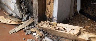 degats de termites à l'intérieur de la maison sur une menuiserie bois effondrée