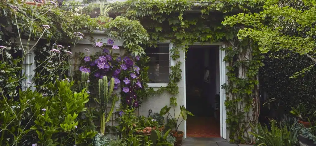 plante grimpante le long des murs d'une maison favorise l'humidité et la présence de nuisibles