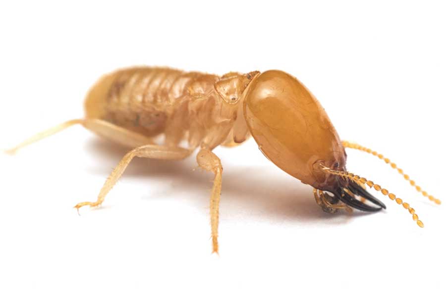 termite soldat vue de prés en macro avec grosses mandibules de défense