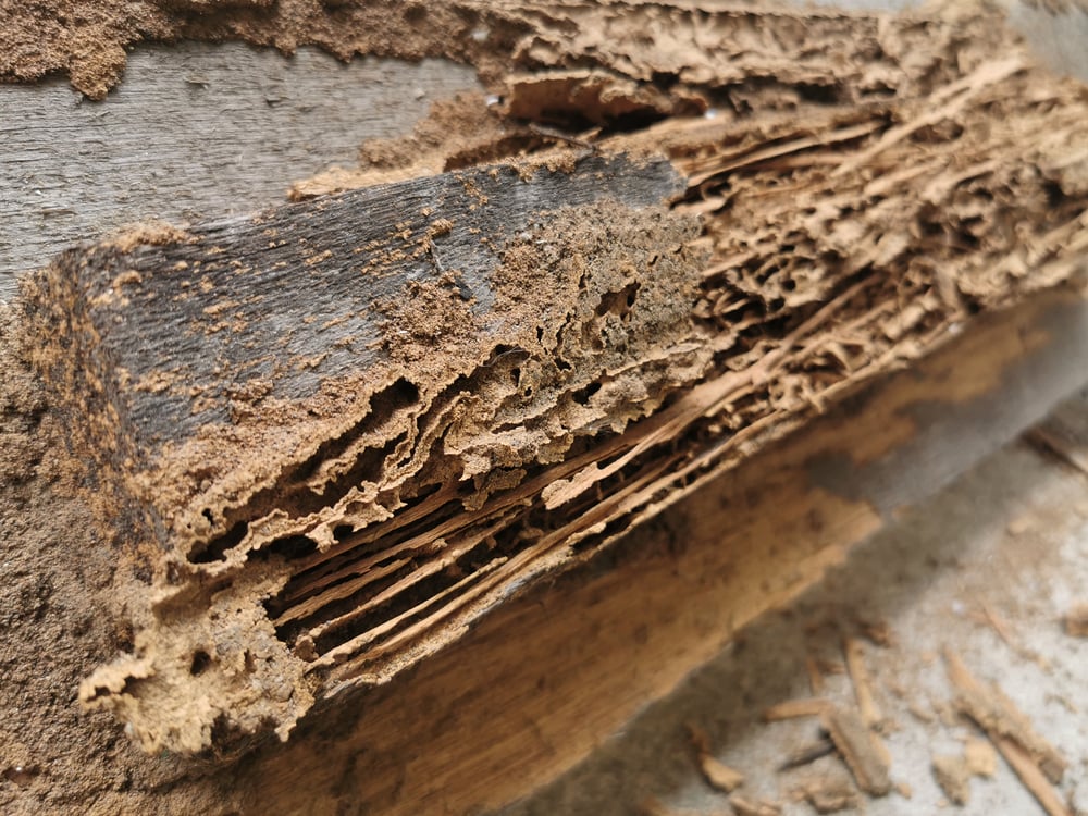 dégâts termites bois charpente nord bassin arcachon andernos