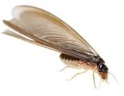 essaimage termites ailes danger pour la maison