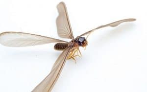 Termite reproducteur ailé