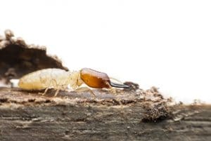 Le termite soldat