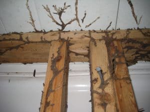 Cordonnets de terre de termites