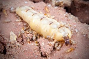 Termite reine entourée d'ouvriers