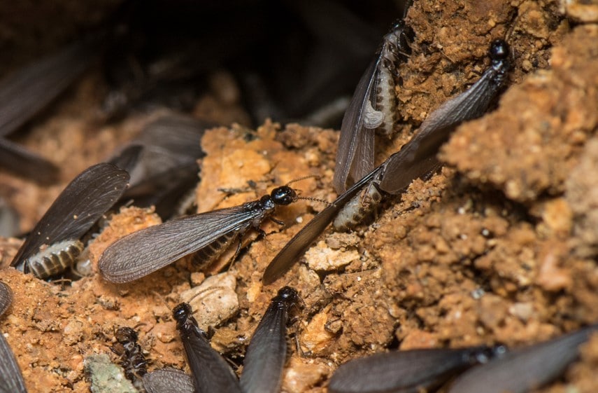 Colonie de termites ailés dans du bois d'une maison danger