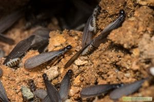 Groupe de termites ailés