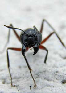 grosse fourmi noire dans le jardin