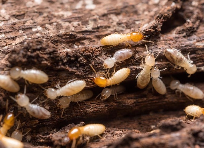 termite dégradant un bois vu en macro