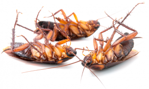 image de plusieurs blattes mortes après un traitement d'une maison