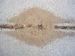 image montrant un tas de terre monticule de fourmis