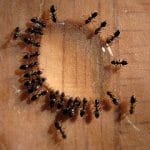 groupe de fourmis se nourrissant d'appats en gel goutellete