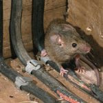 illustration d'une souris faisant des degats sur des cables electriques