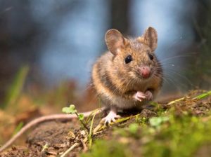 image d'une souris dans l'herbe dehors