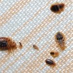 image montrant des punaises de lit et leurs nymphes mortes après un traitement à la chaleur