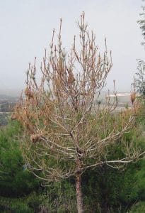 image montrant des chenilles processionnaires ayant dévasté un pin