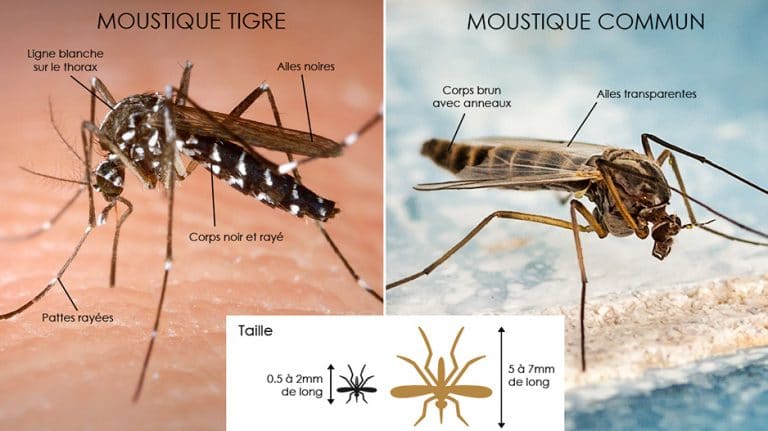 Comment reconnaître une piqûre de moustique tigre ?