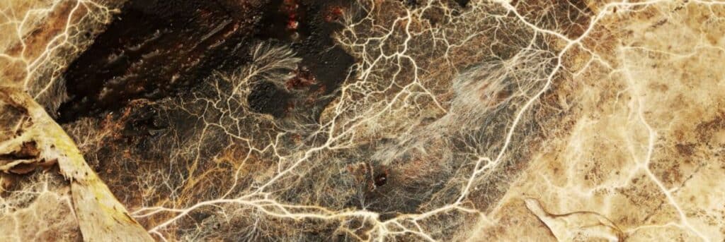 spores et mycélium de serpula lacrymans qui se développe sur du bois