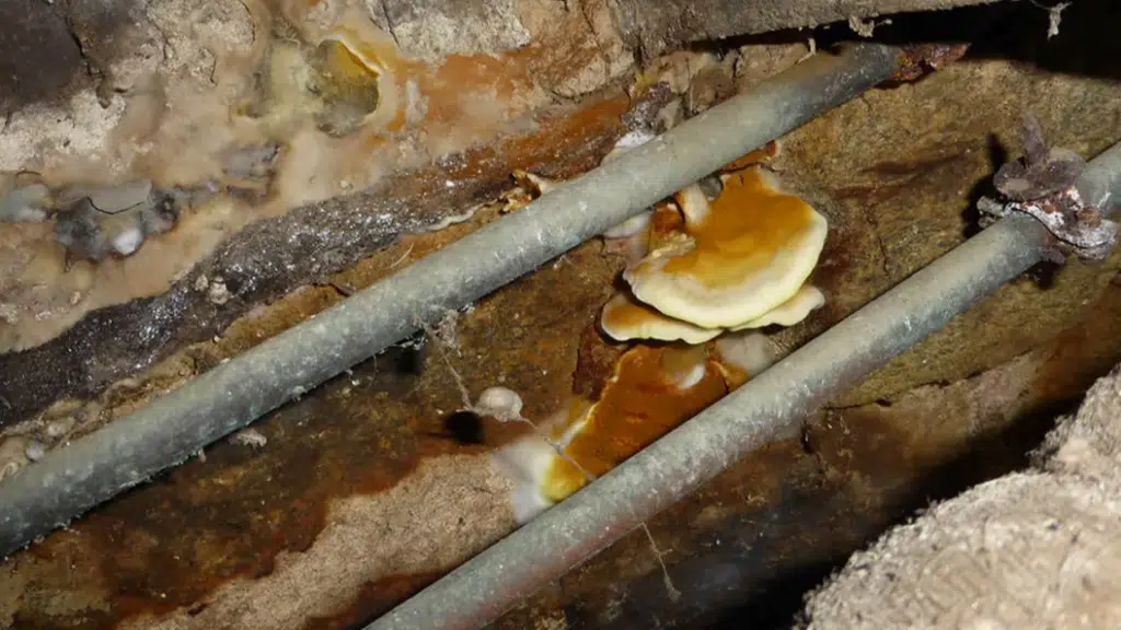Croûte brun-orangé de mérule avec liseré blanc caractéristique