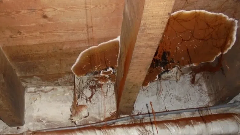 Mycélium blanc cotonneux de mérule se développant sur un mur humide