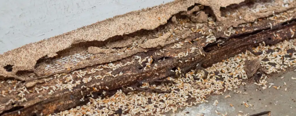 Société de traitement et diagnostic : infestation de termites dans une charpente