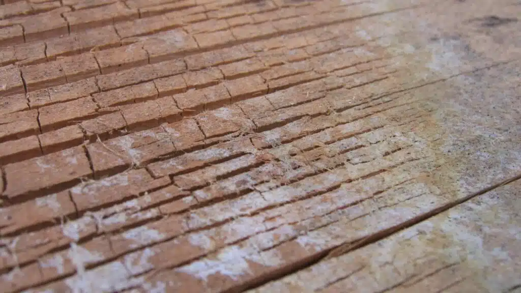 Bois fissuré et fragilisé par une infestation de mérule