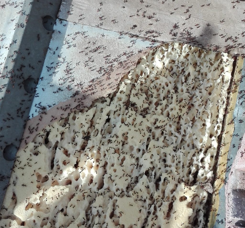 mousse polyuréthane sur un toit attaqué par des fourmis