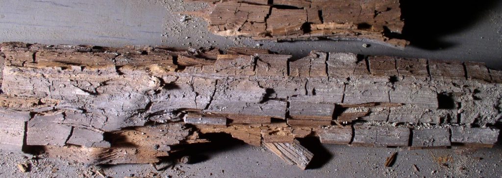 bois rongé par de la pourriture cubique