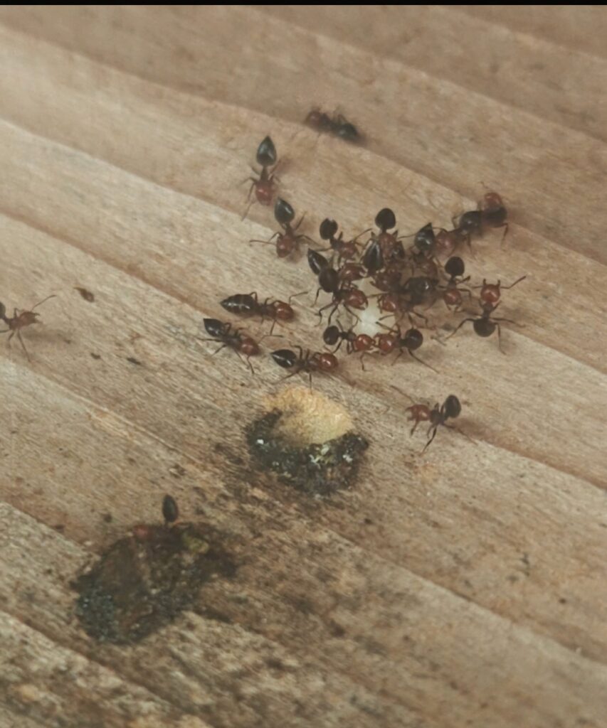 fourmis charpentières bordeaux bois galeries traitement