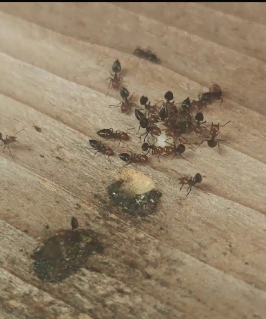 fourmis charpentières bordeaux bois galeries traitement