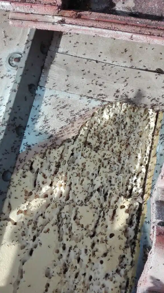 technicien AFPAH traitement fourmis charpentières arles bouches-du-rhone