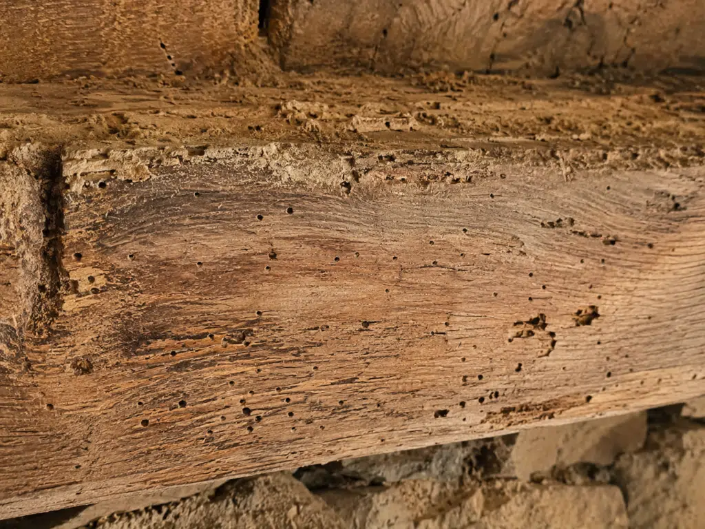 vrillettes lyctus bois charpente parquet nimes gard traitement