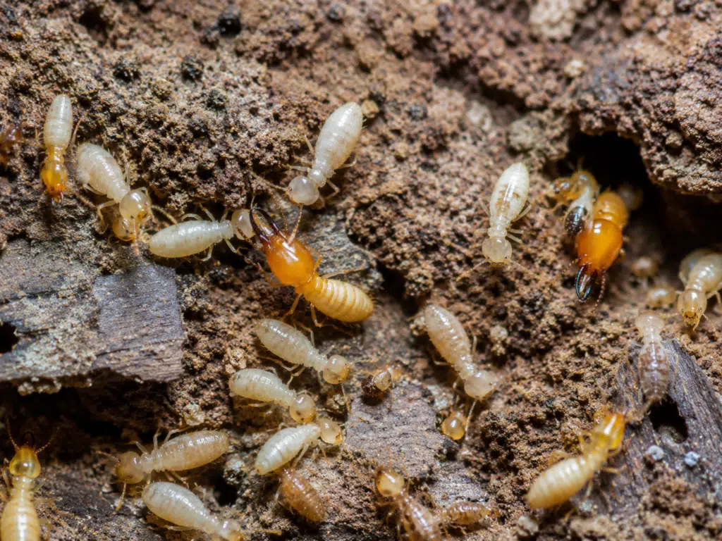 termite avignon saint rémy les baux