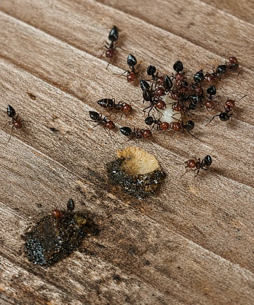fourmis charpentières bois aix en provence bouches du rhone  traitement maison ancienne