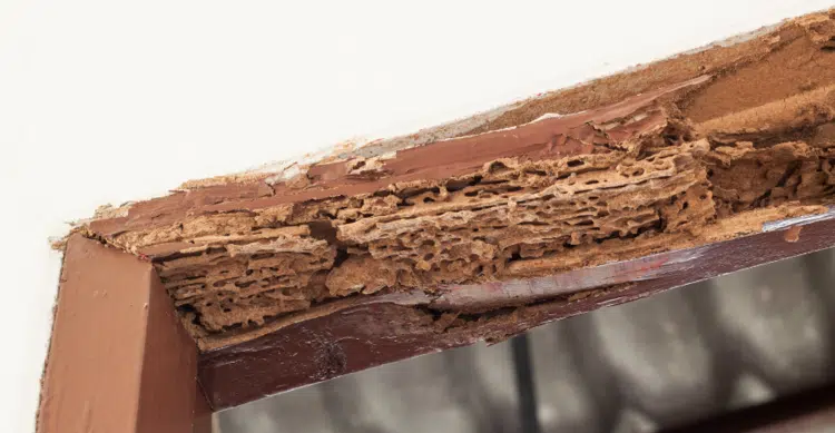 technicien AFPAH traitement termites nimes gard barrière chimique