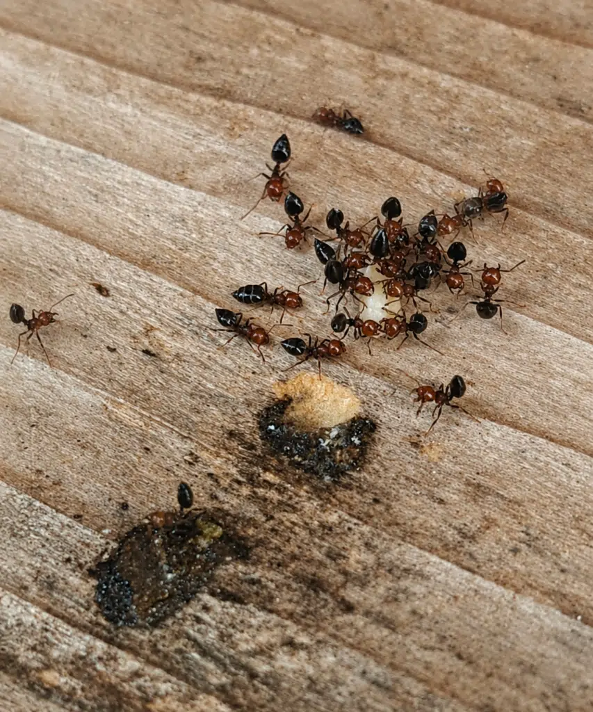 fourmis charpentières bois nimes gard traitement maison ancienne