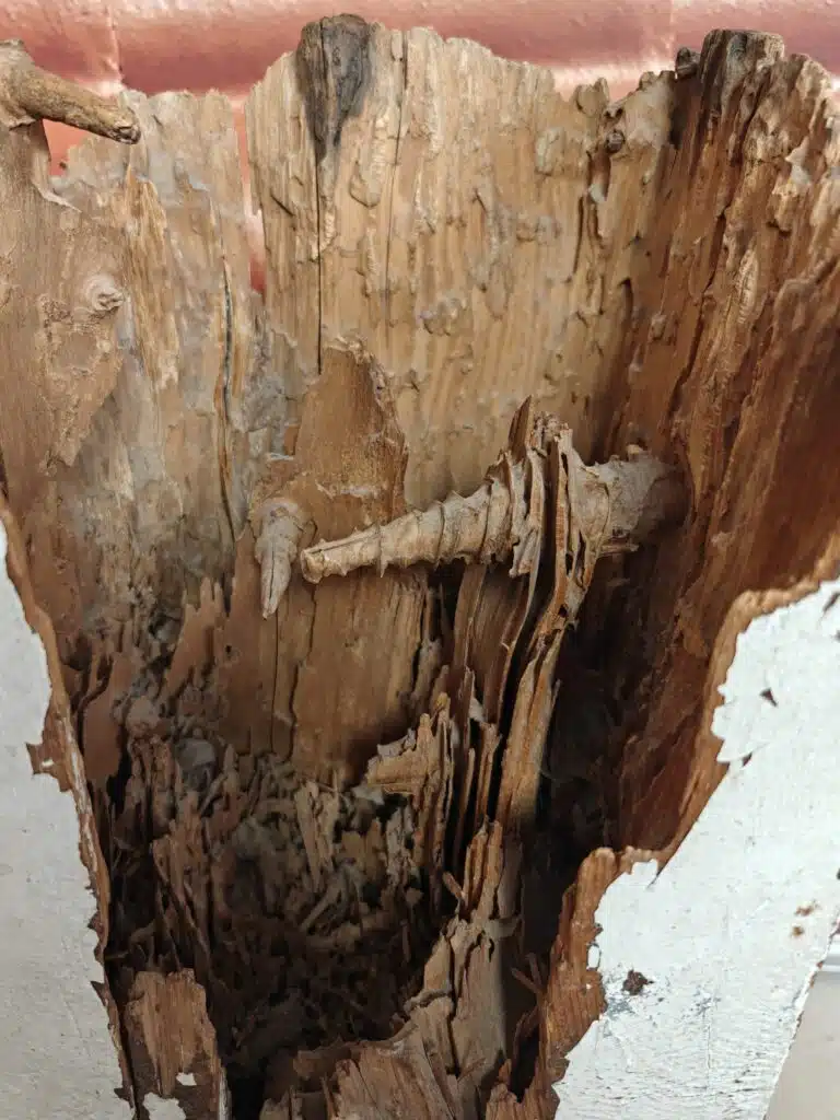 dégâts termites bois charpente toulouse haute-garonne traitement